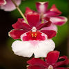 Orchideeenhoeve